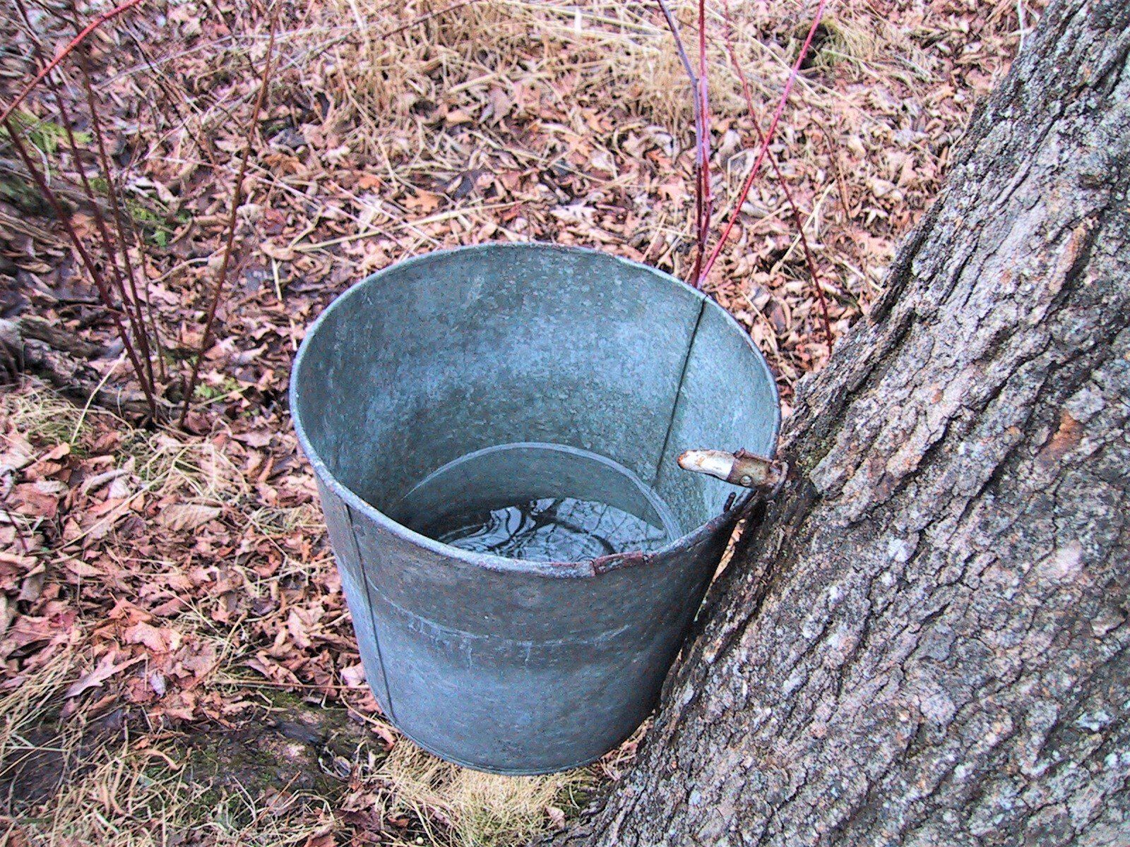 A metal bucket hangs on a tree, collecting sap for maple syrup.