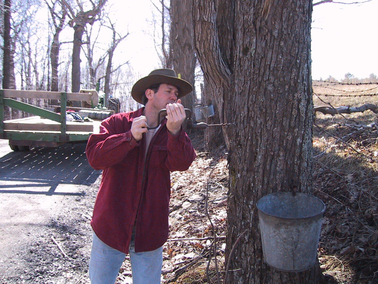 Man in a hat tapping a maple tree with a metal bit; bucket hangs below.