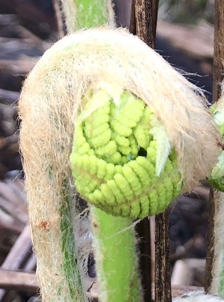 Fiddlehead fern unfurling, with light green fronds and brown, fuzzy coating.