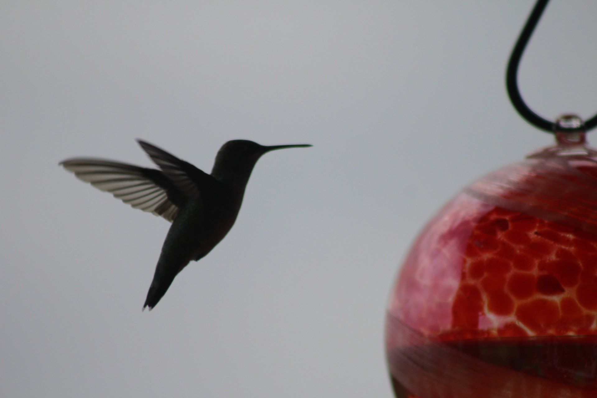 Black hummingbird in flight near a red glass feeder, against a pale gray sky.