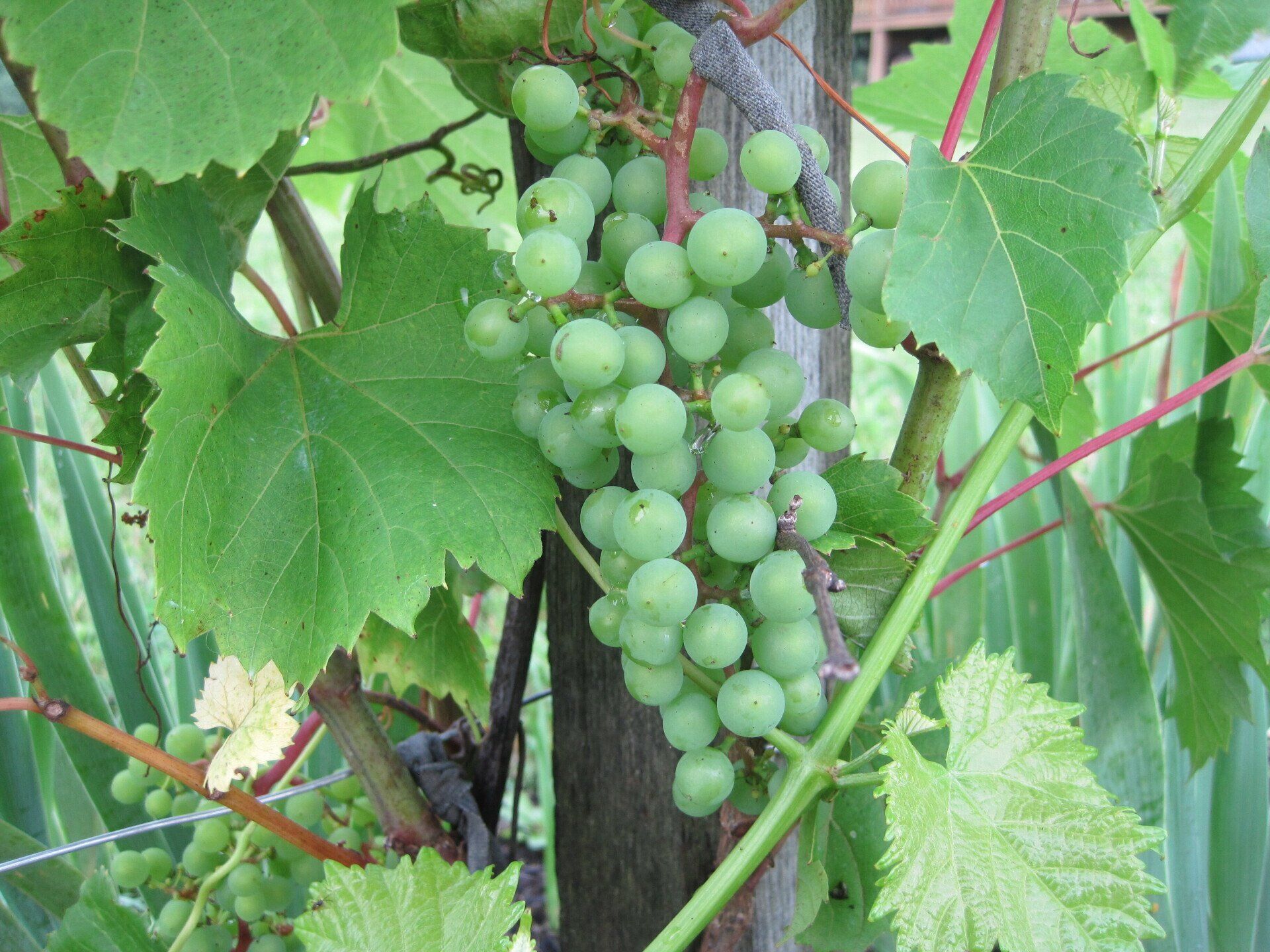 Grapes on a vine Dove Harbour Farm