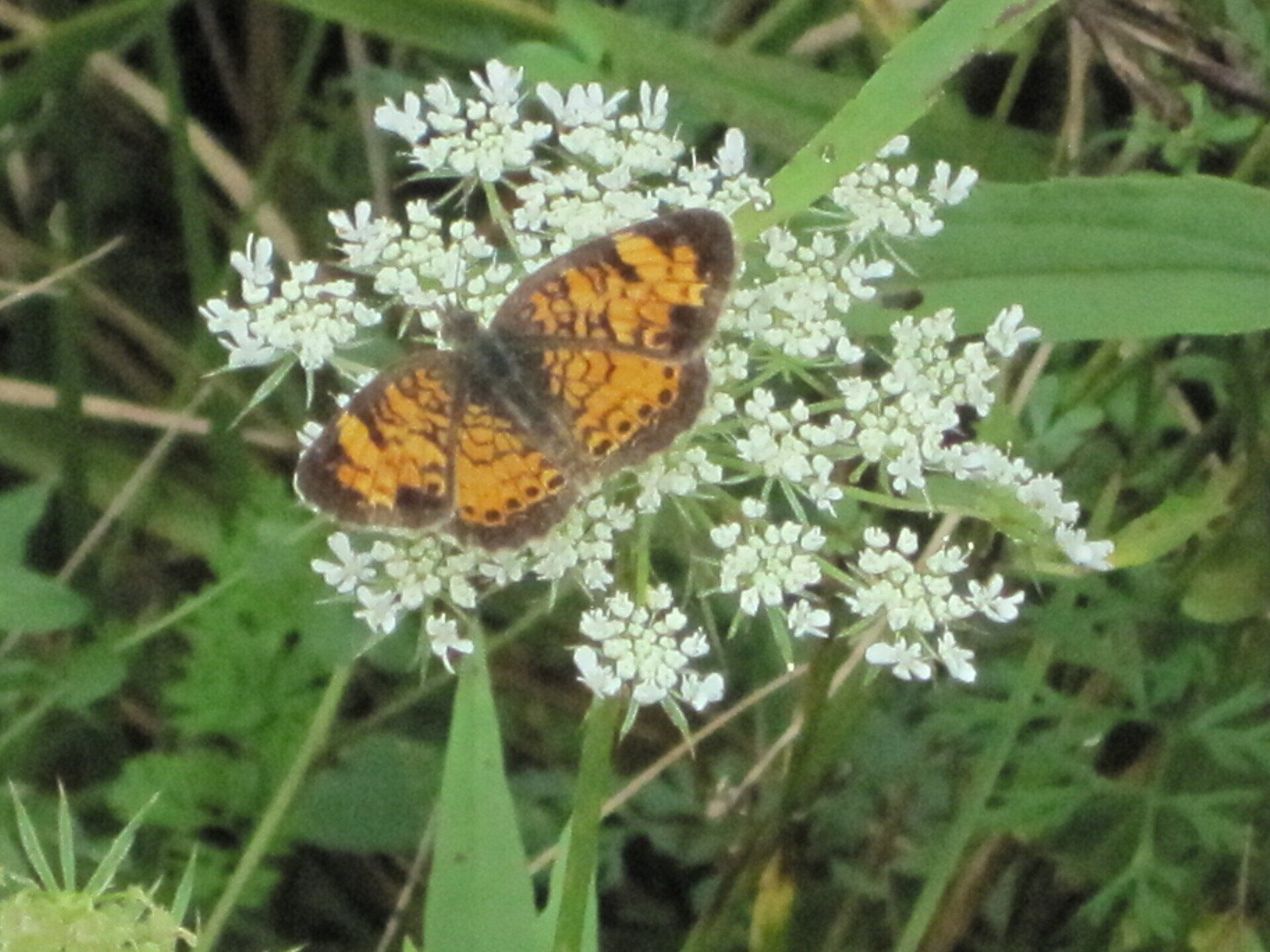 Orange and brown butterfly with dark markings on white flower.