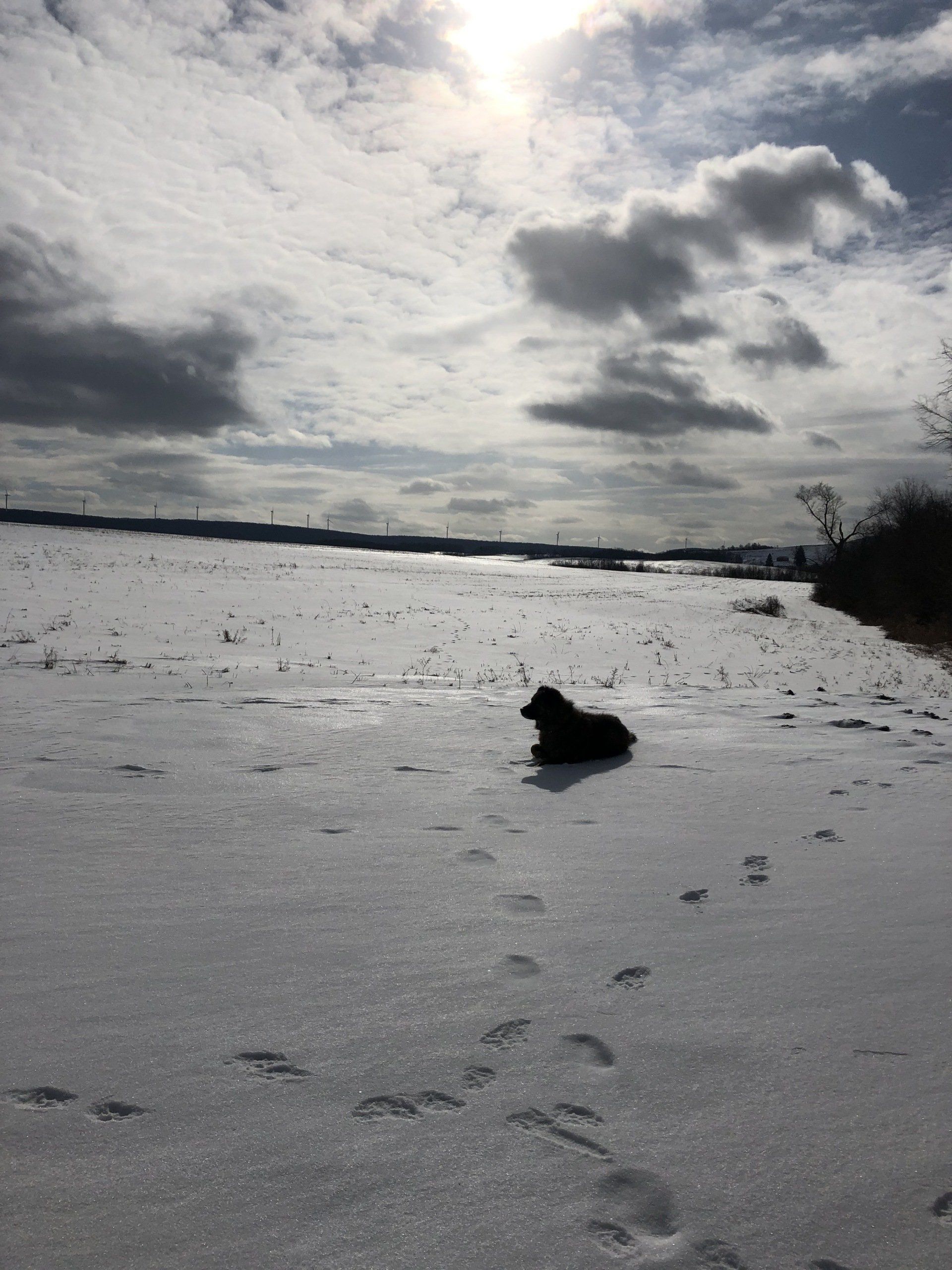 Dog resting in snow-covered field under a cloudy, bright sky. Footprints lead up to the dog.