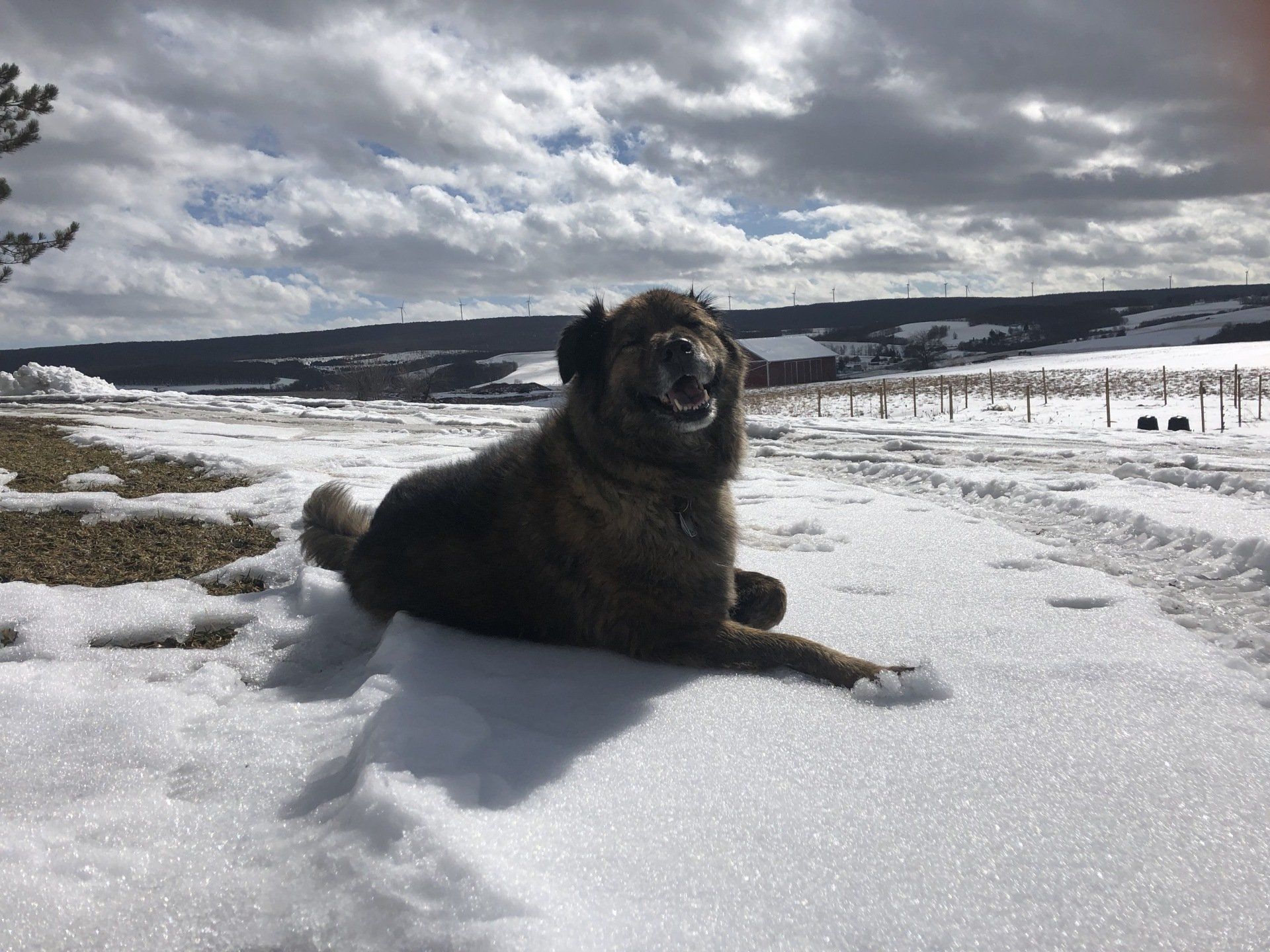 Dog lounging in snow, smiling. Brown fur, sunny day with cloudy sky and winter landscape in background.