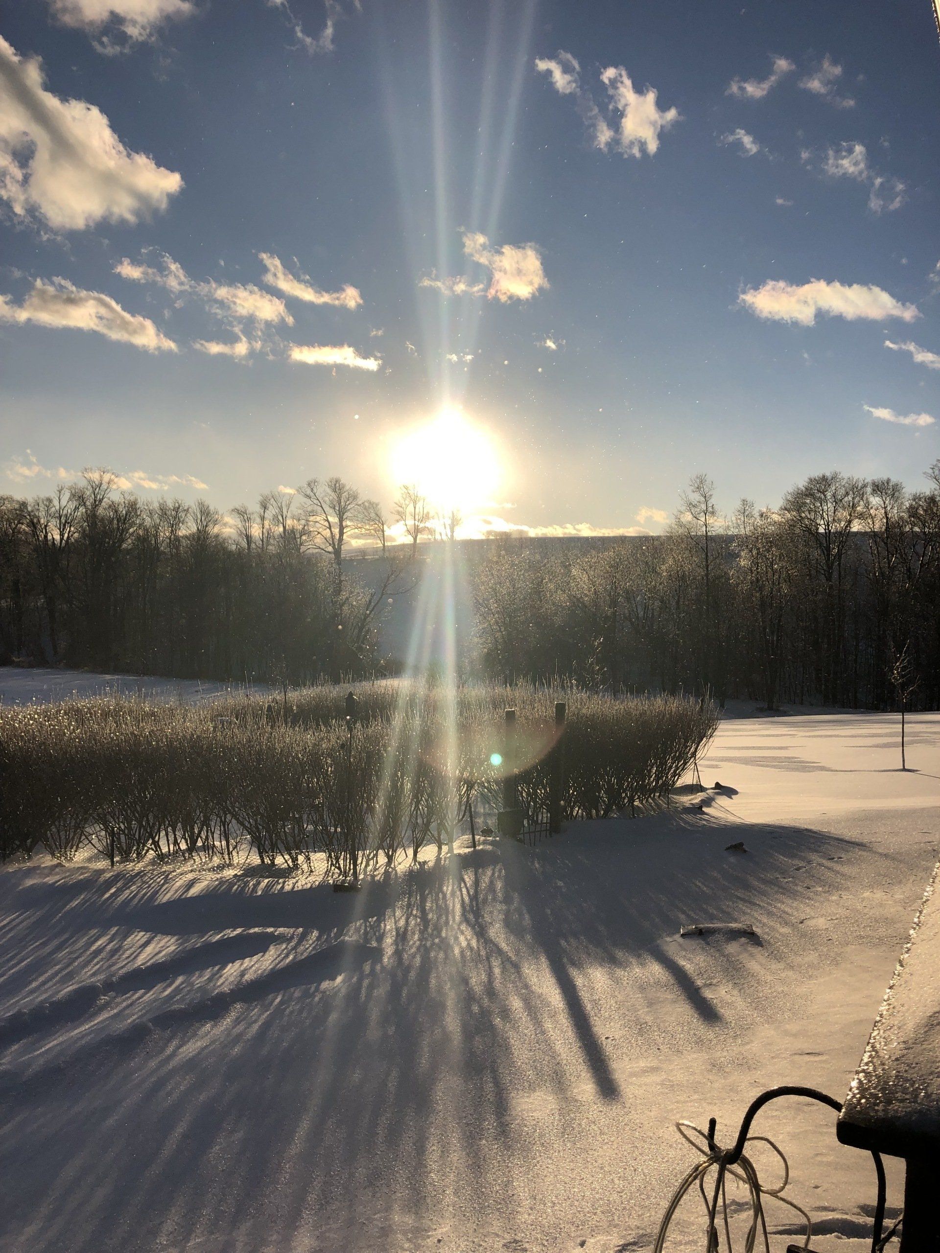 Snowy landscape with bright sun, casting long shadows. Trees and bushes in the background.