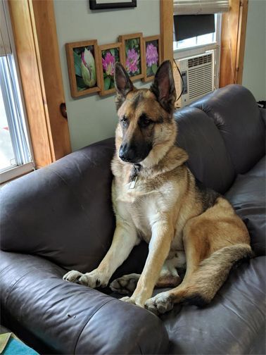 German Shepherd dog sitting on a brown leather couch indoors, looking to the side.
