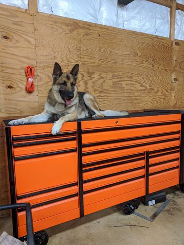 German Shepherd dog resting on an orange and black toolbox in a workshop.