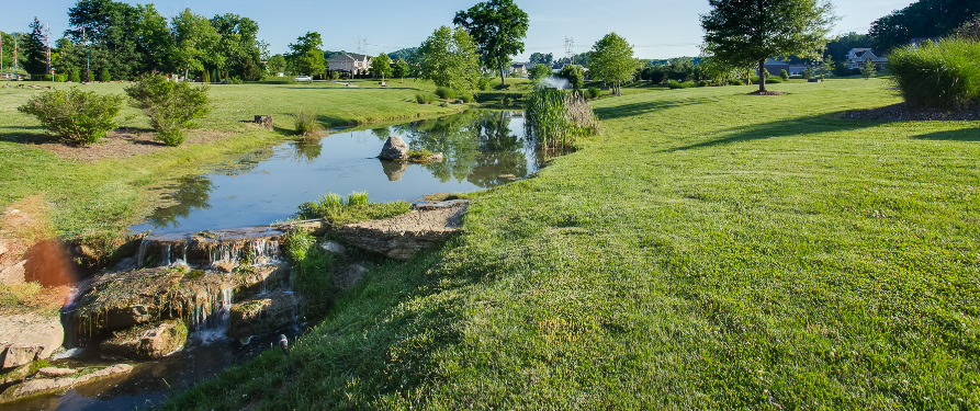 There is a small pond in the middle of a grassy field.