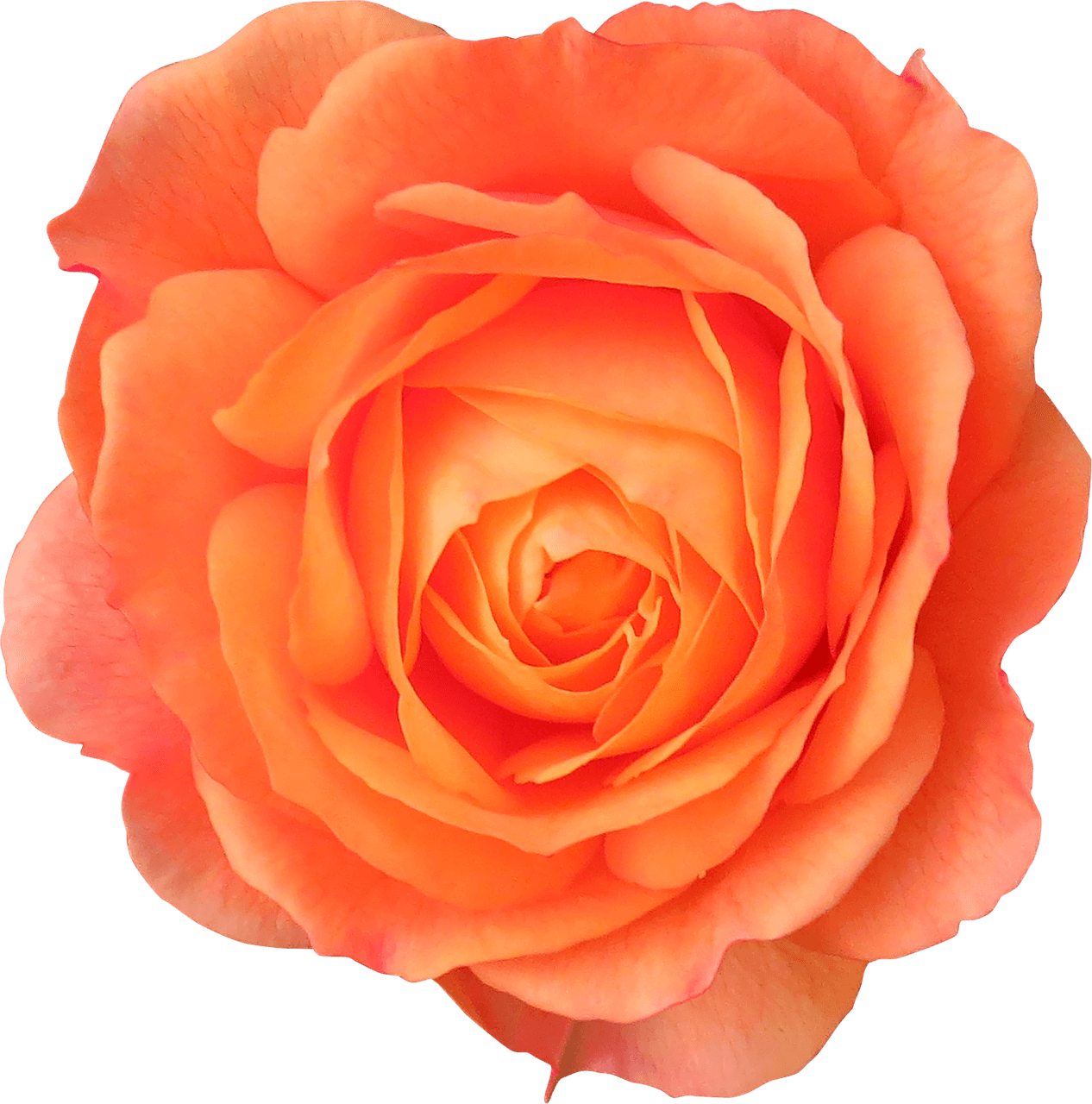 orange rose blossom