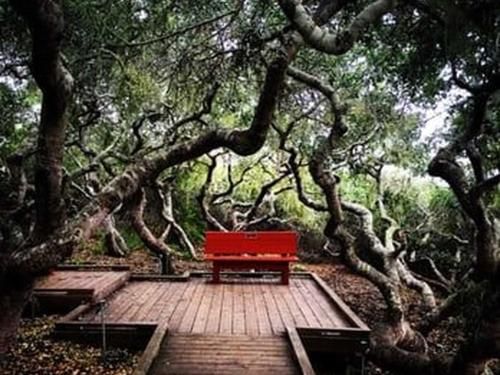 A red bench is sitting on a wooden deck in the middle of a forest.