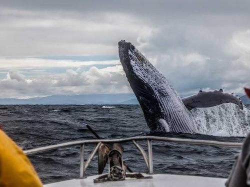 A humpback whale is swimming in the ocean near a boat.