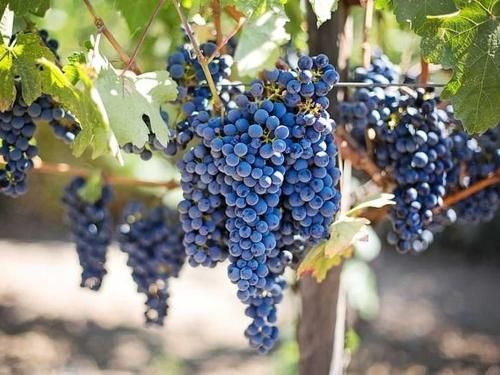 A bunch of blue grapes hanging from a vine.