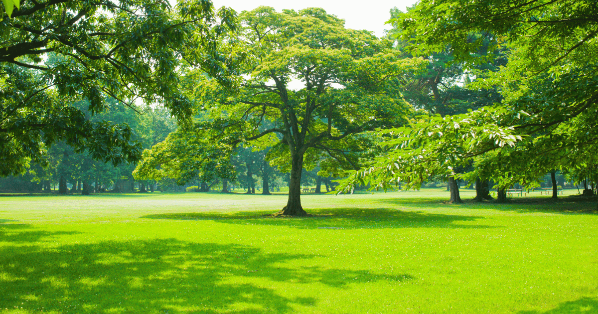 Seasonal Lawn Care
