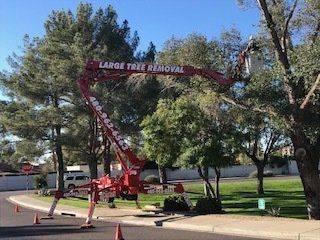 Large Tree Removal — Street Large Tree Removal in Mesa, AZ