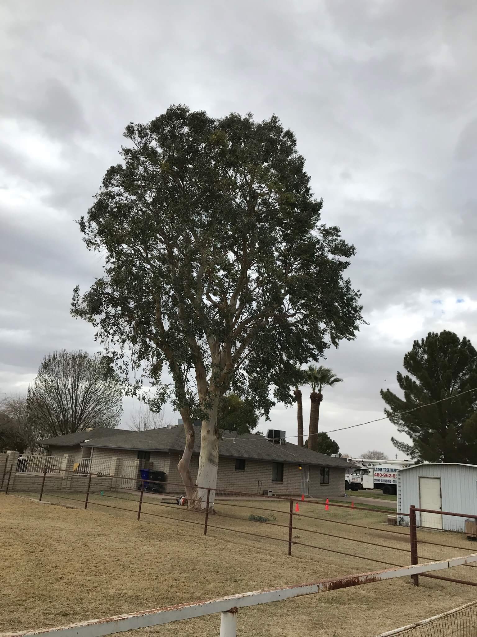 Our Gallery l Mesa, AZ Techer’s Tree Service