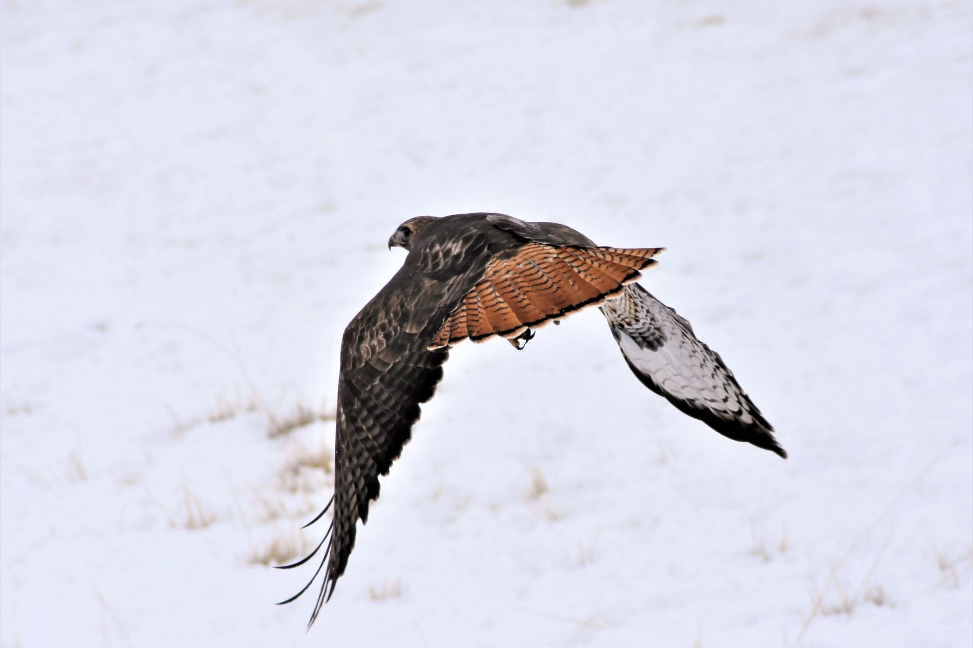 Red Tailed Hawk
