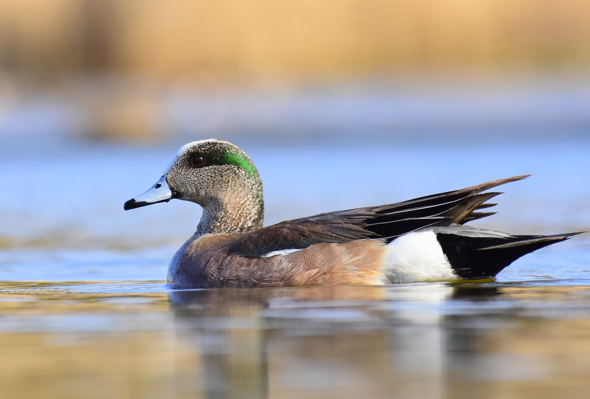 American Wigeon