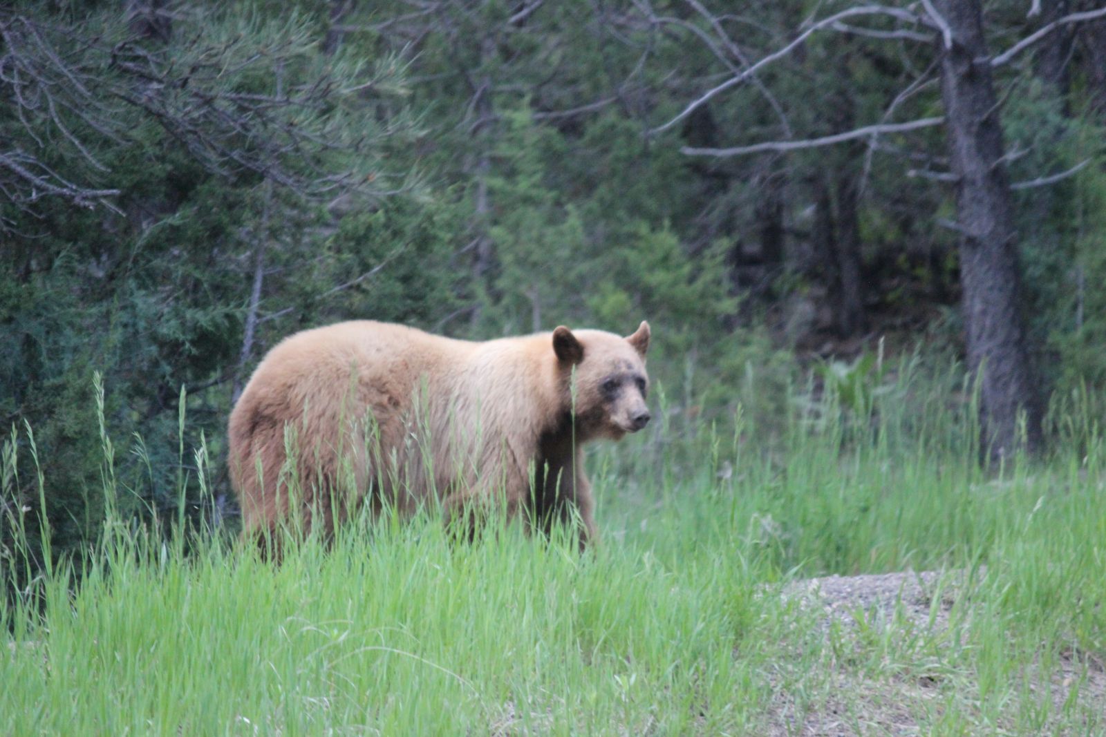 Black Bear Sighting