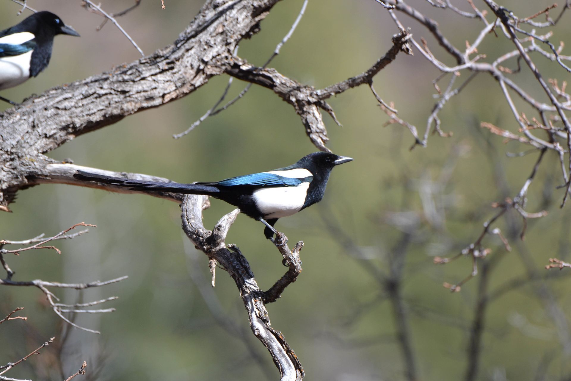 Black-billed Magpie