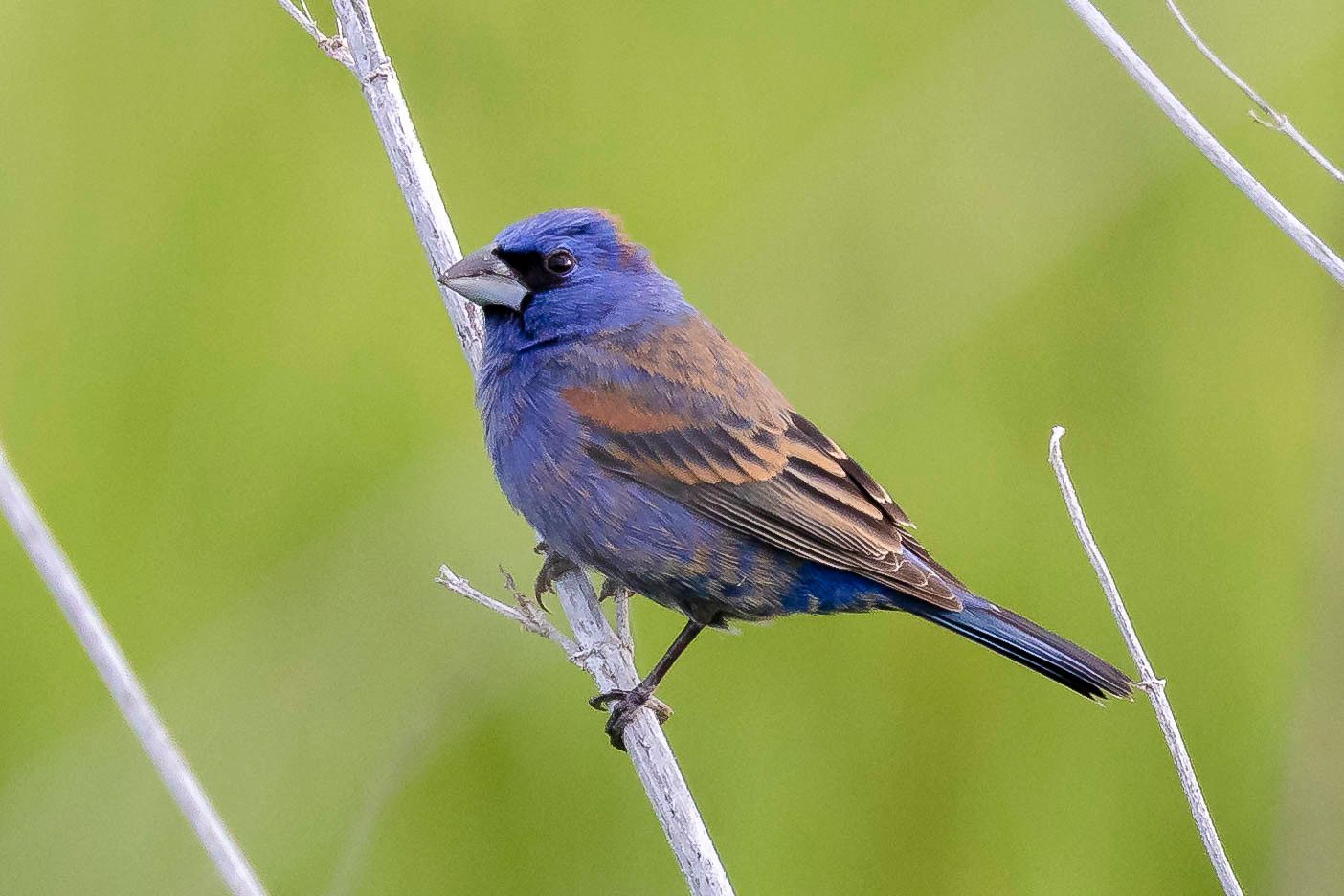 Blue Grosbeak