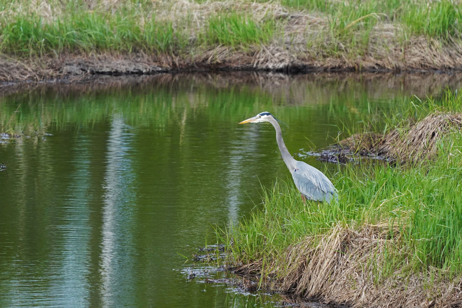 Great Blue Heron
