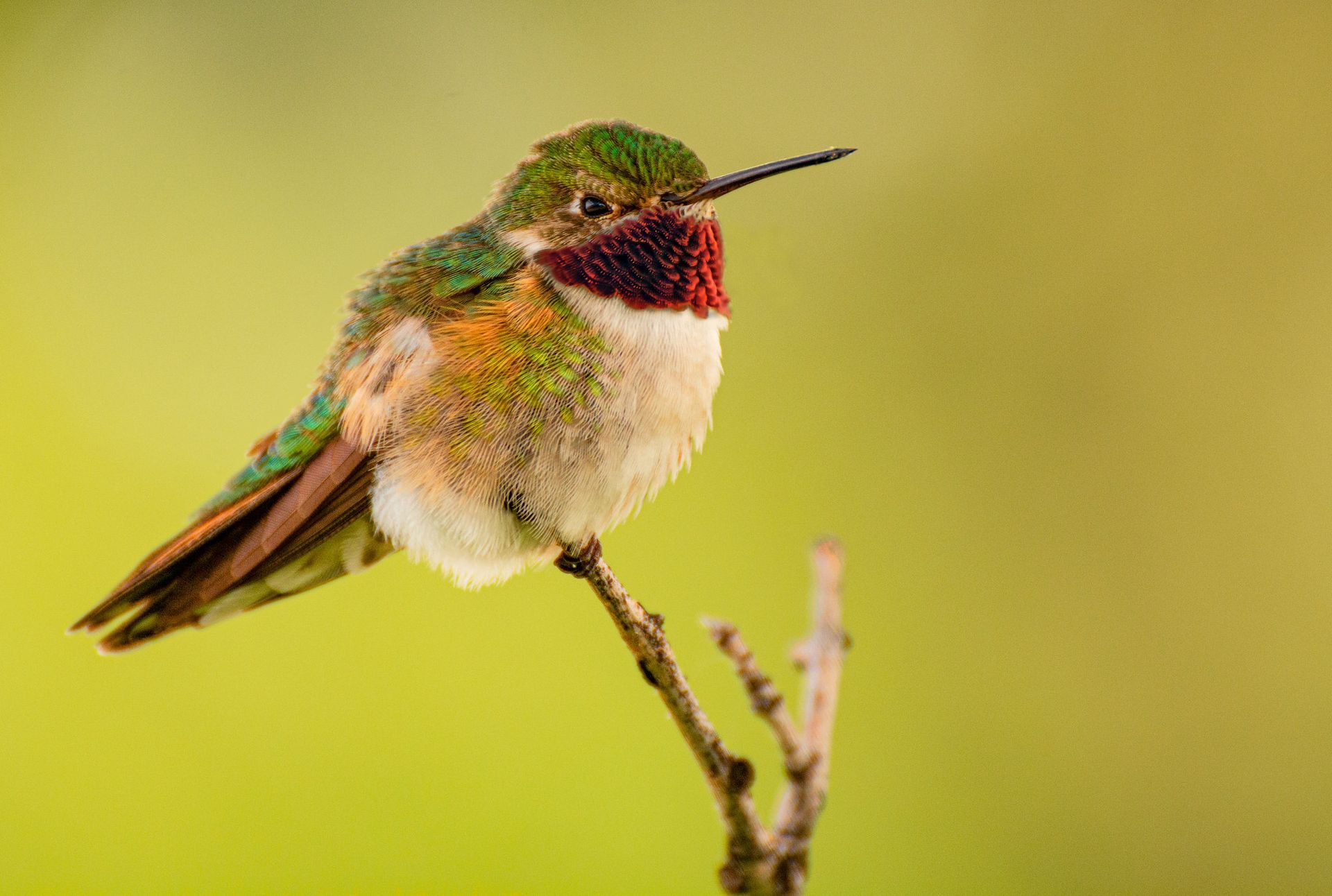 Broad Tailed Hummingbird