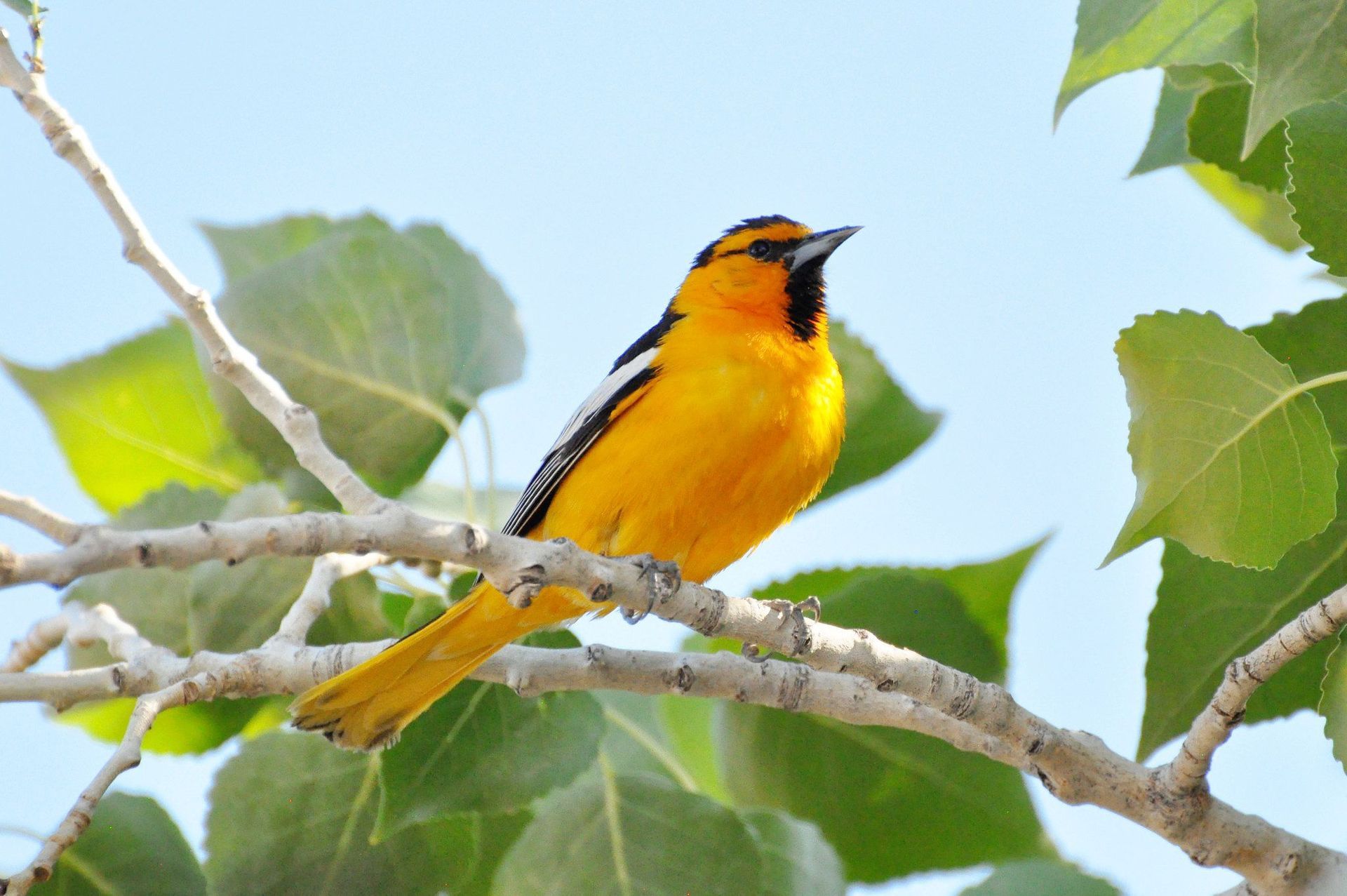 Oriole perched