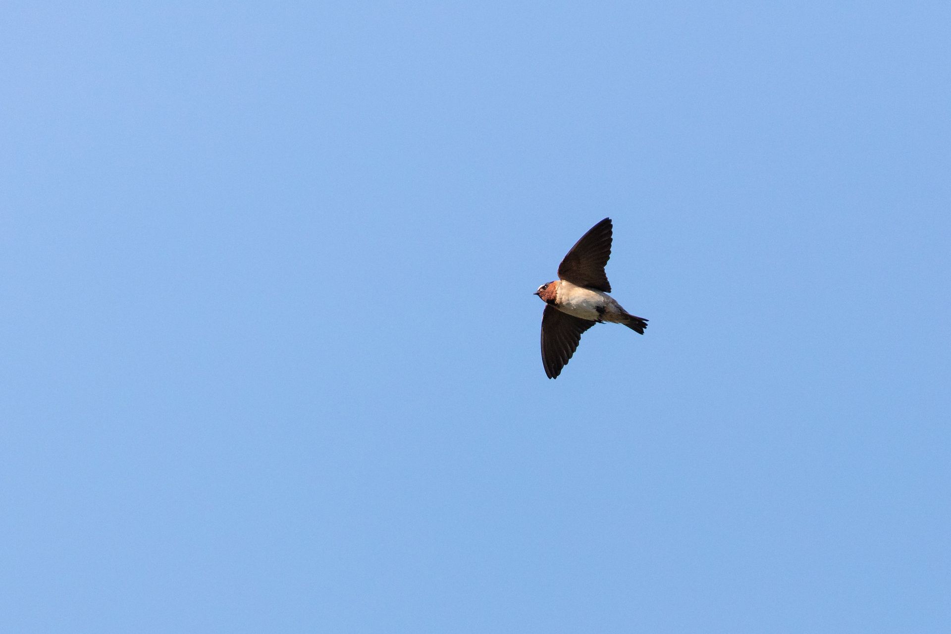 Cliff Swallow