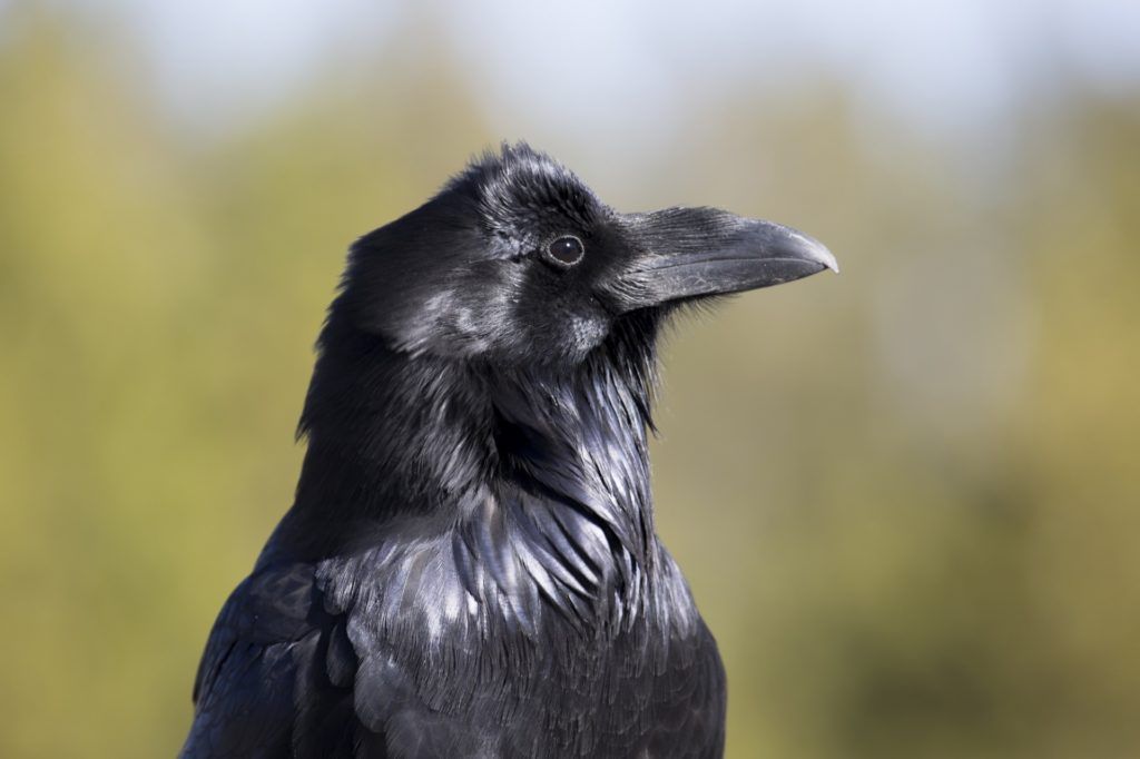 Common Raven