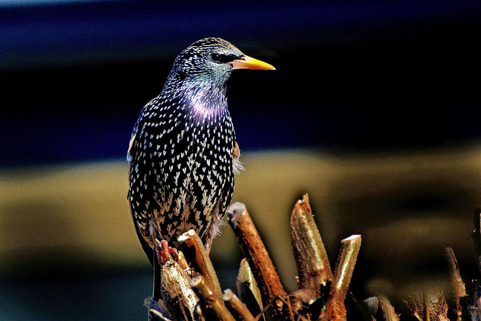 European Starling