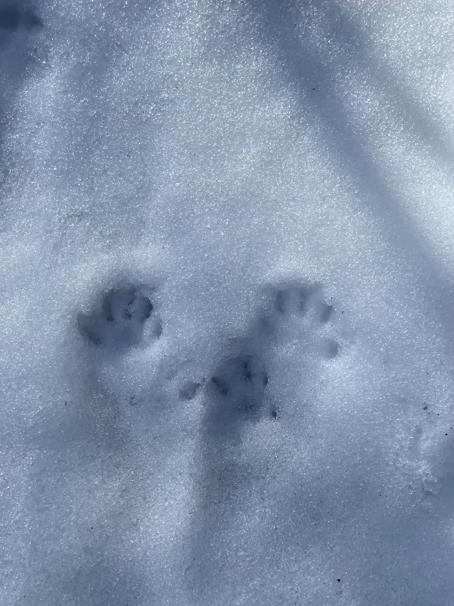 Paw prints in the snow