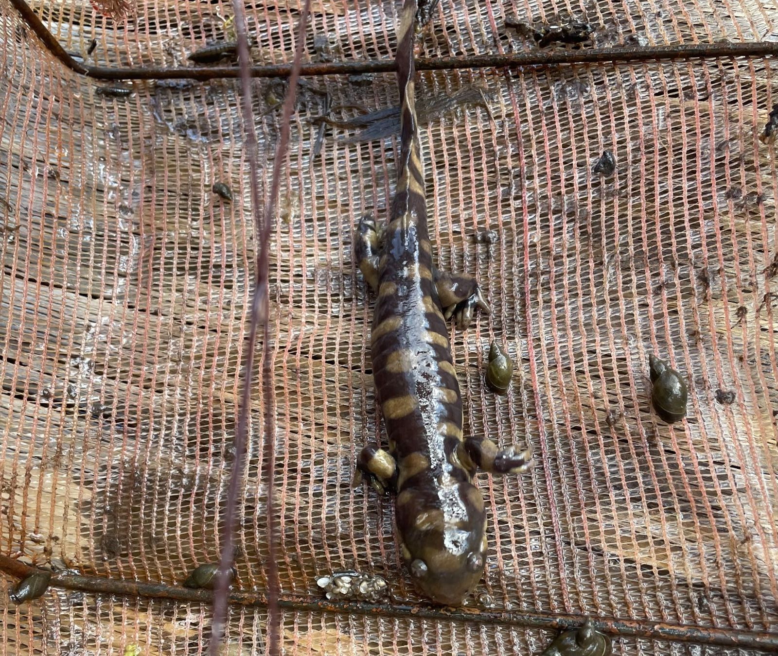 Tiger Salamander