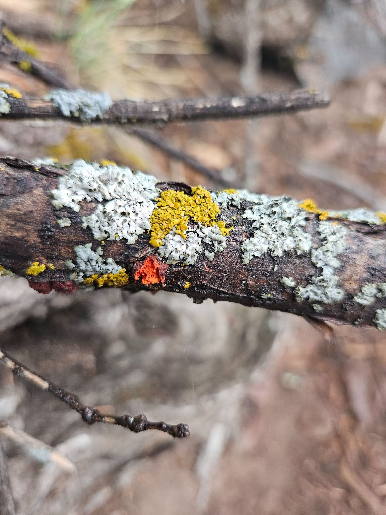 Zant Lichen January 2026 Ranger Ramblings