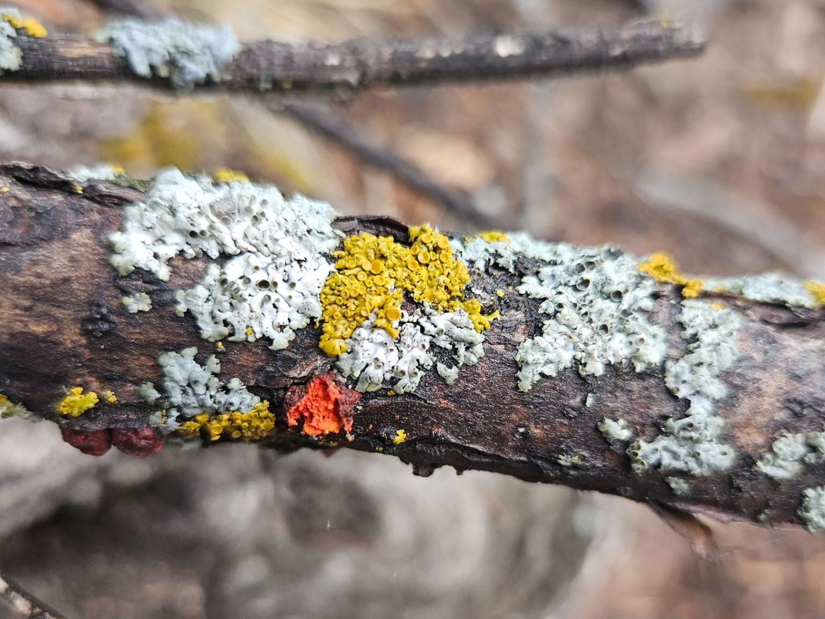 January 2026 Zant Lichen