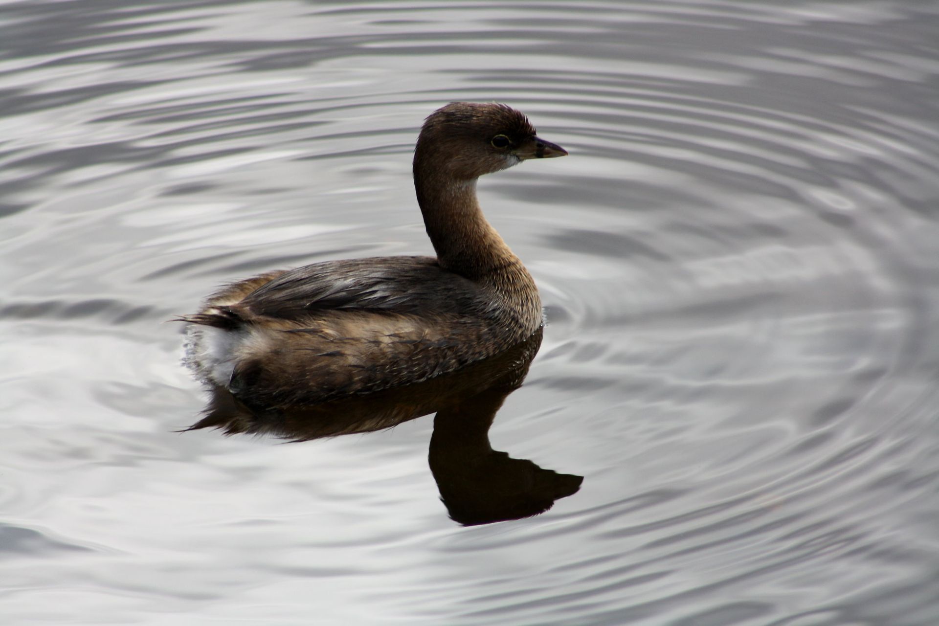 Pie-billed Grebe