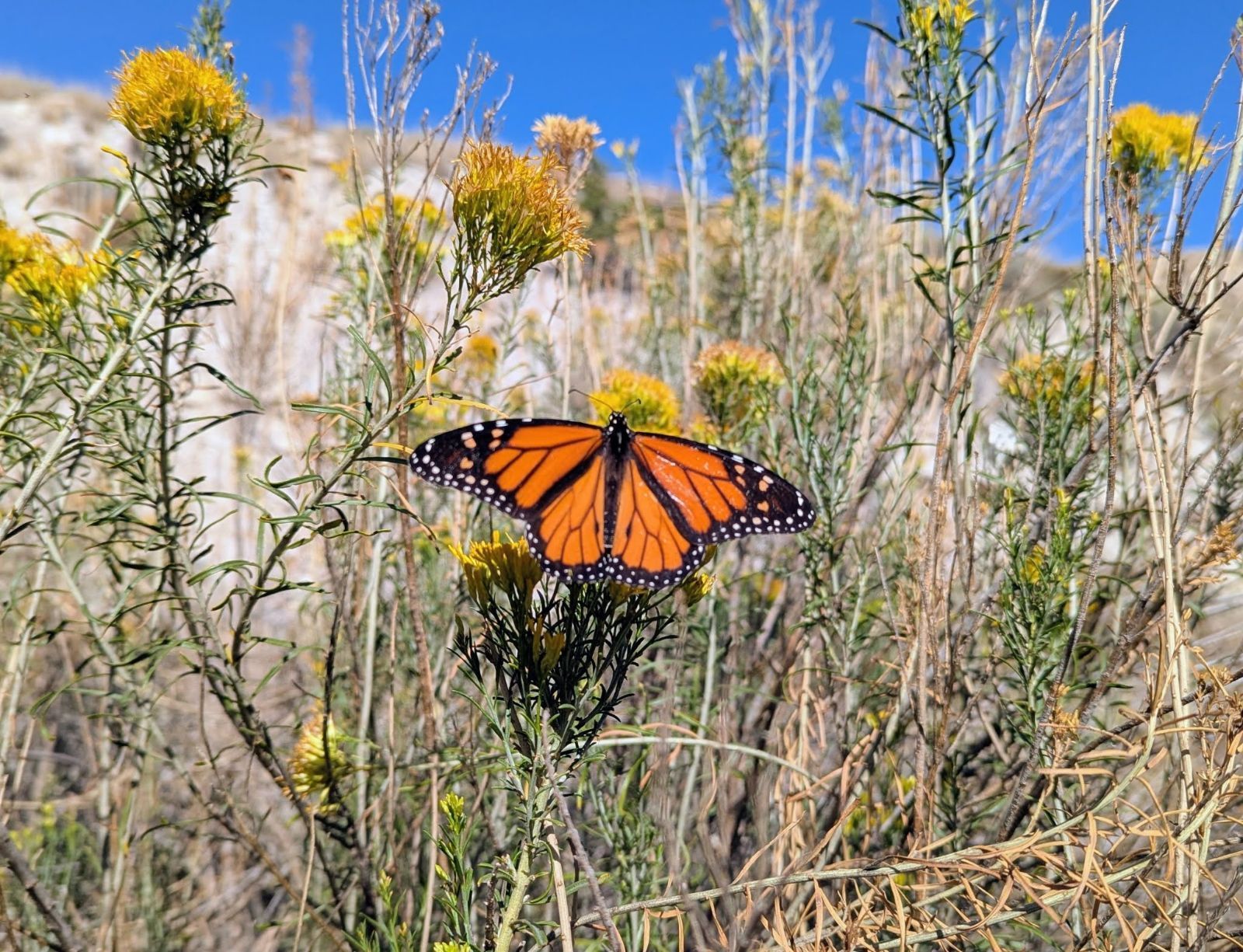 November 2025 Migratory Monarch