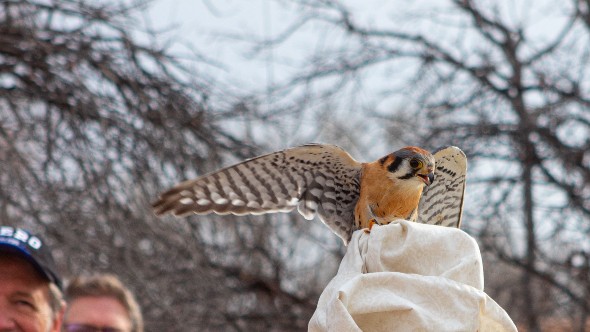 Kestrel Perched