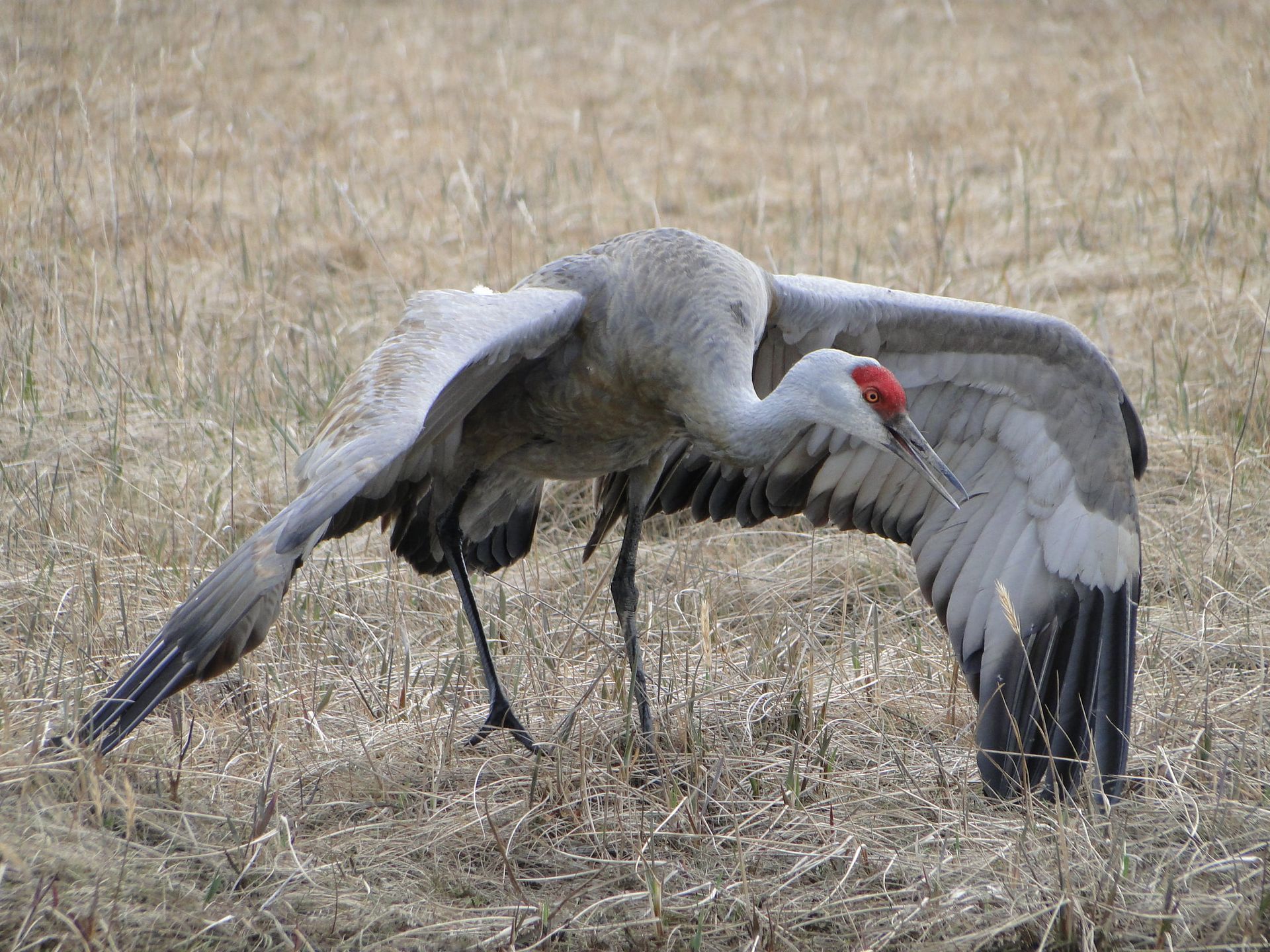 Sandhill Crane (unseasonal find)