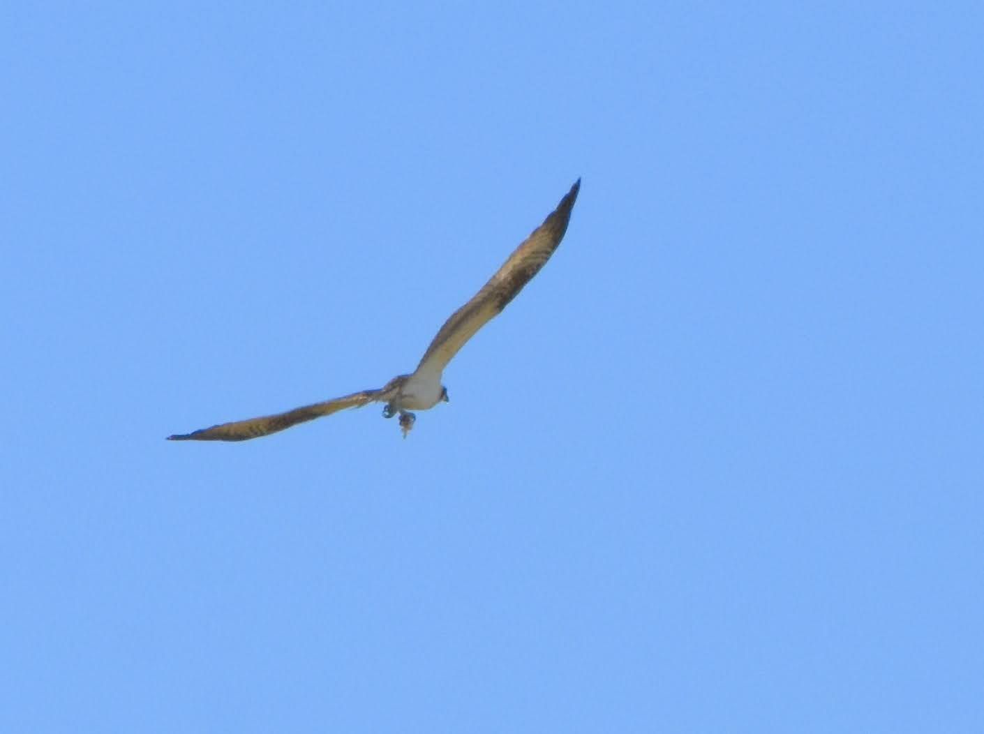 Osprey Nesting Material