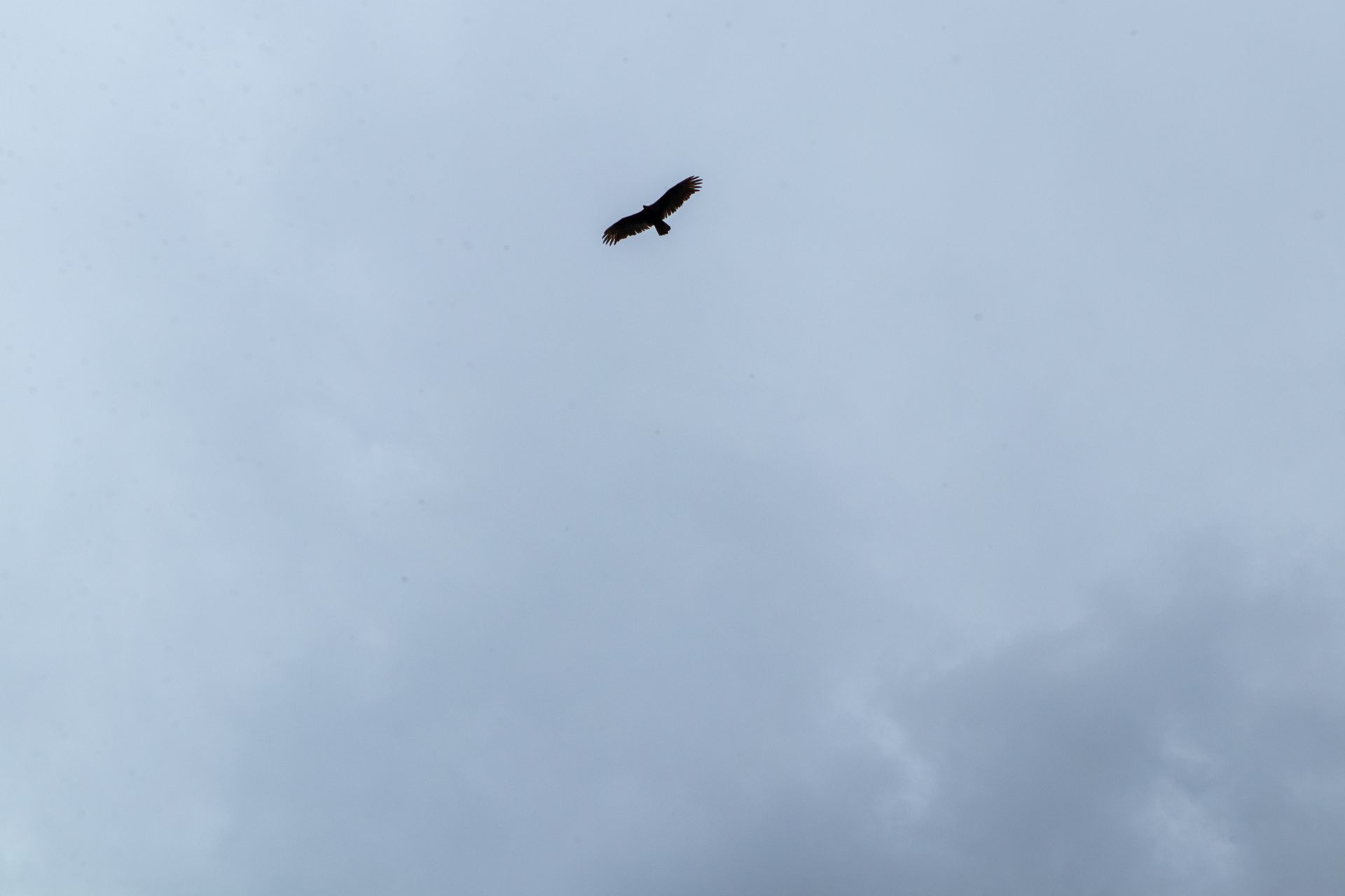 Turkey Vulture Songs of Spring 2025