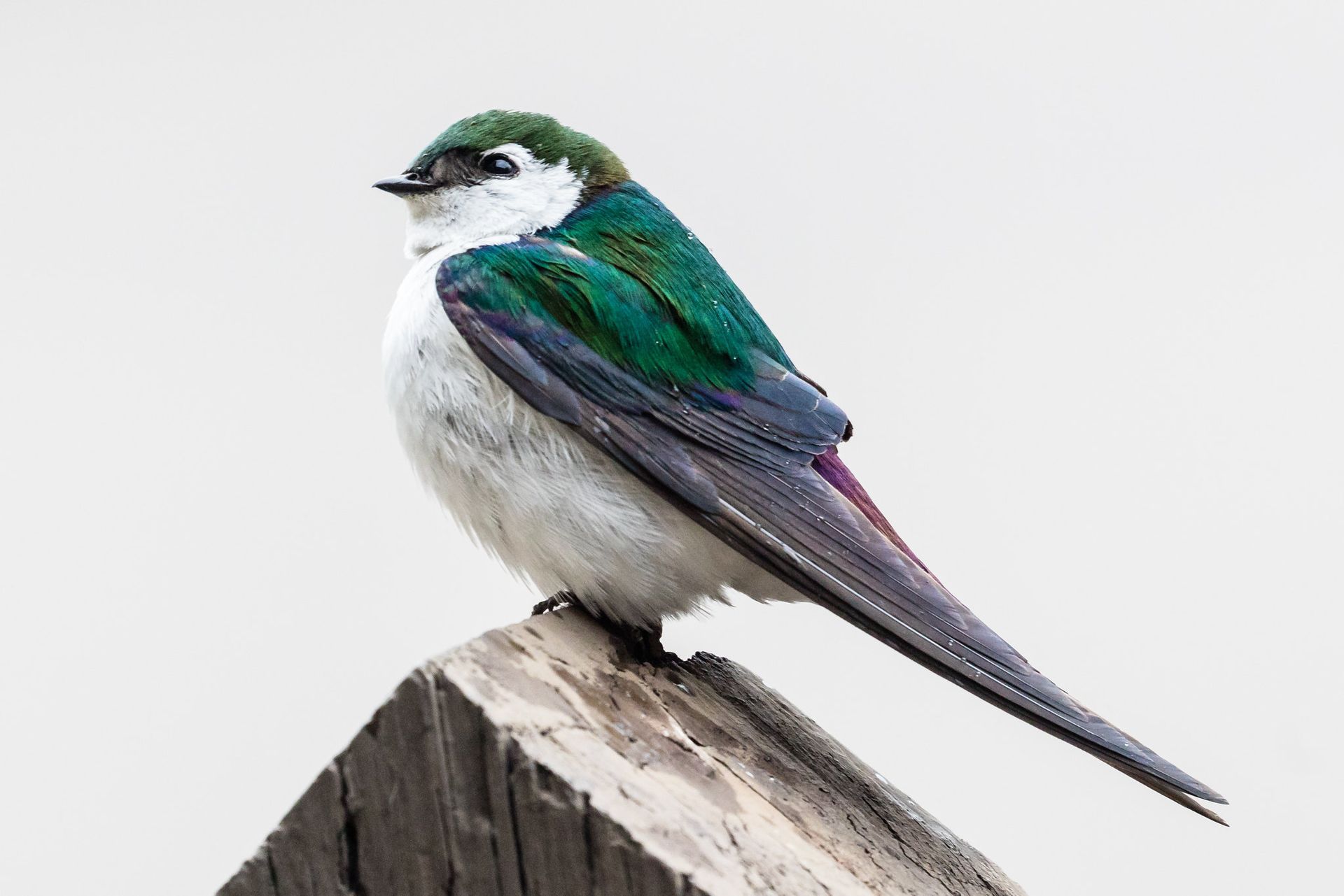Violet-Green Sparrow
