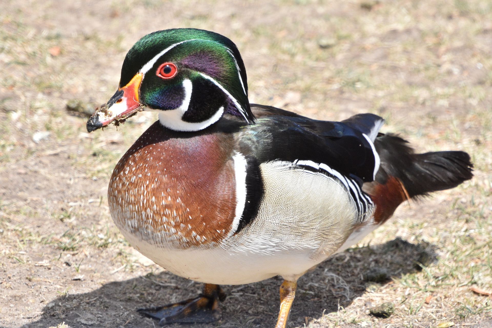 Wood Duck