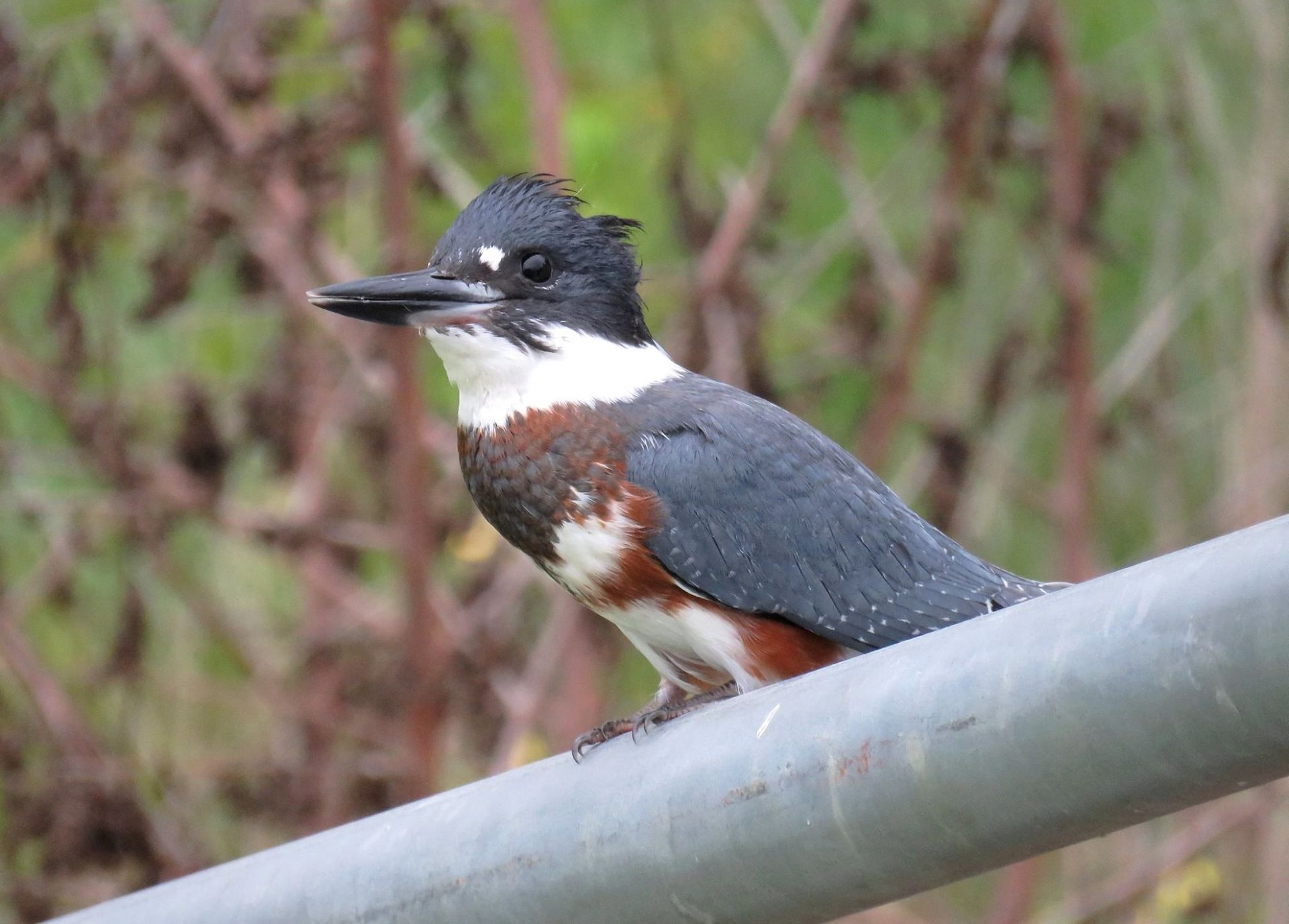 Belted Kingfisher