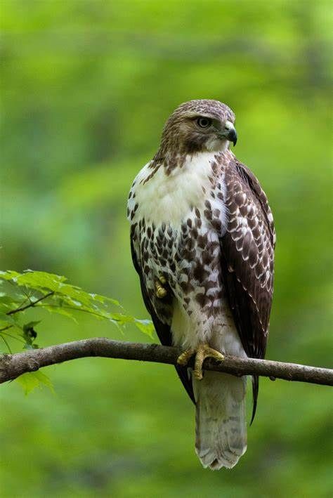 Red Tailed Hawk