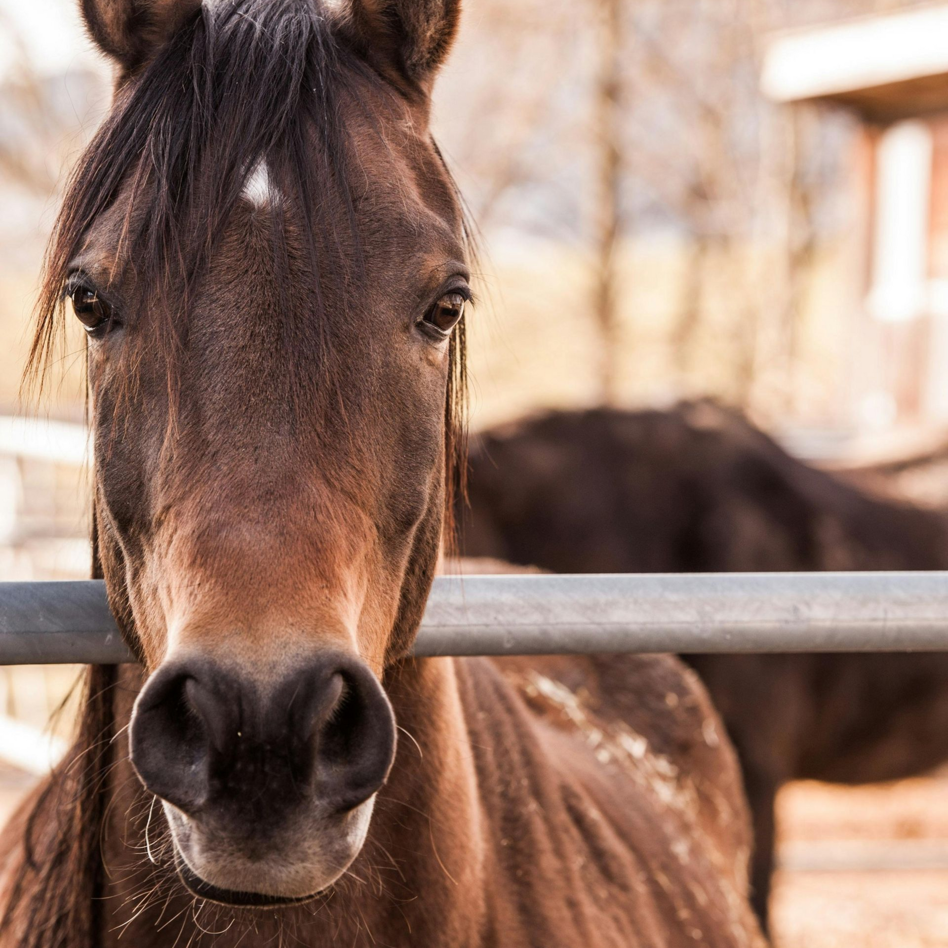 Brown horse with a white star on its forehead, looking directly at the camera over a metal fence.