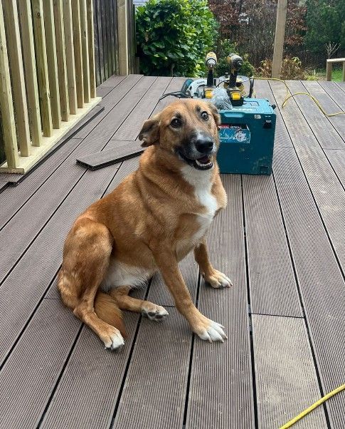 Flo the dog of Decking Sheffield