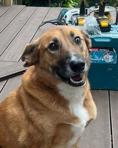 Flo of Decking Sheffield