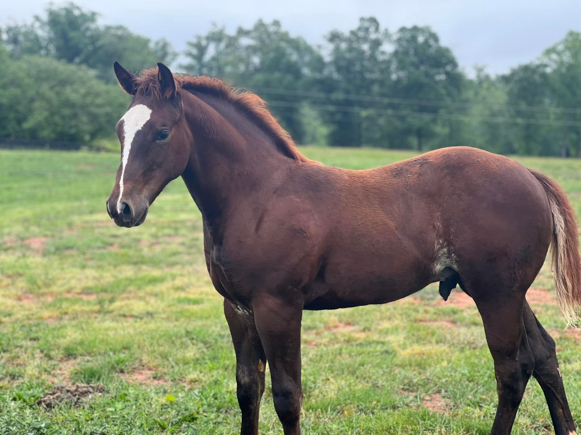 Diamond C Farm Reyzin Tha Moon