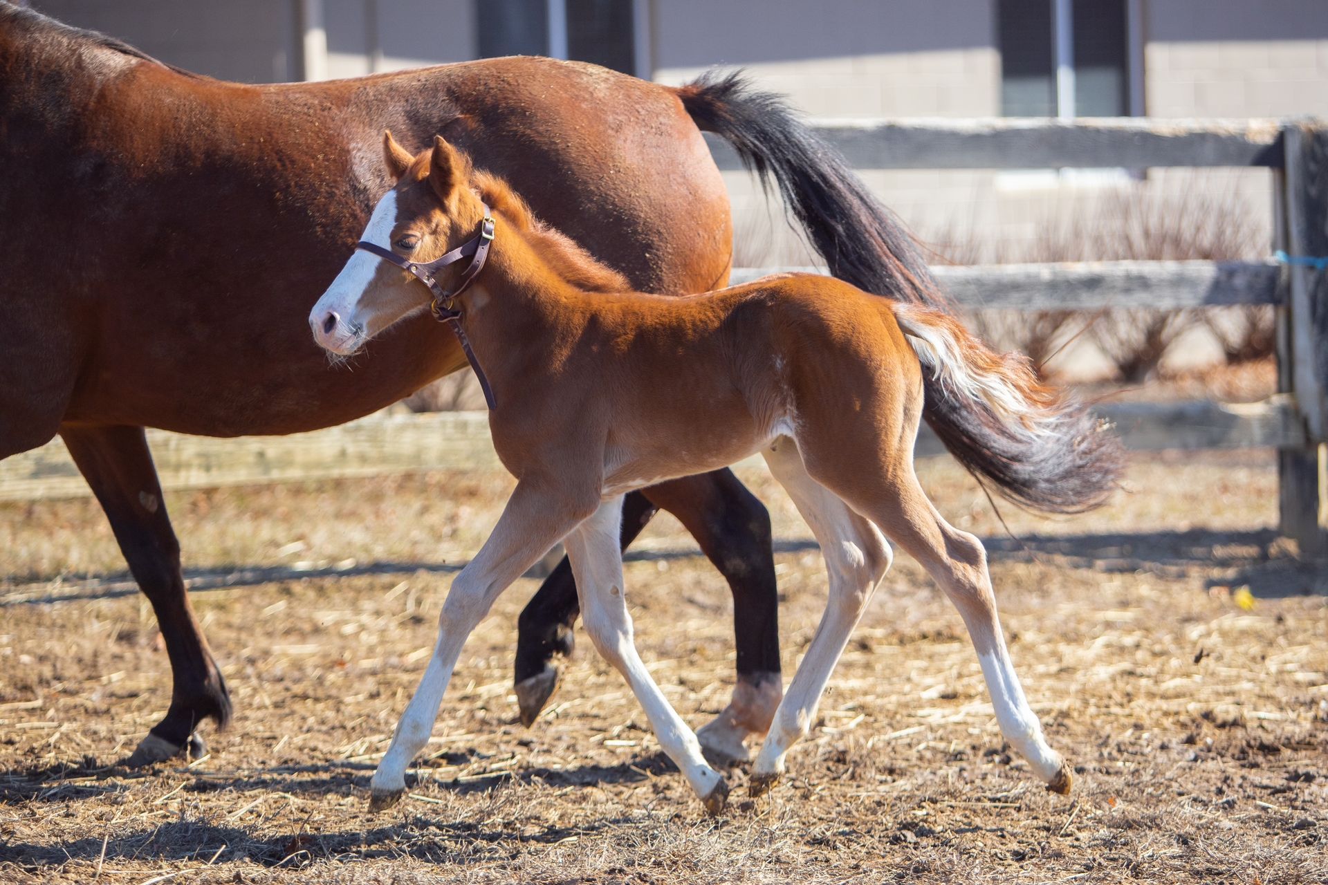 Diamond C Farm Chica