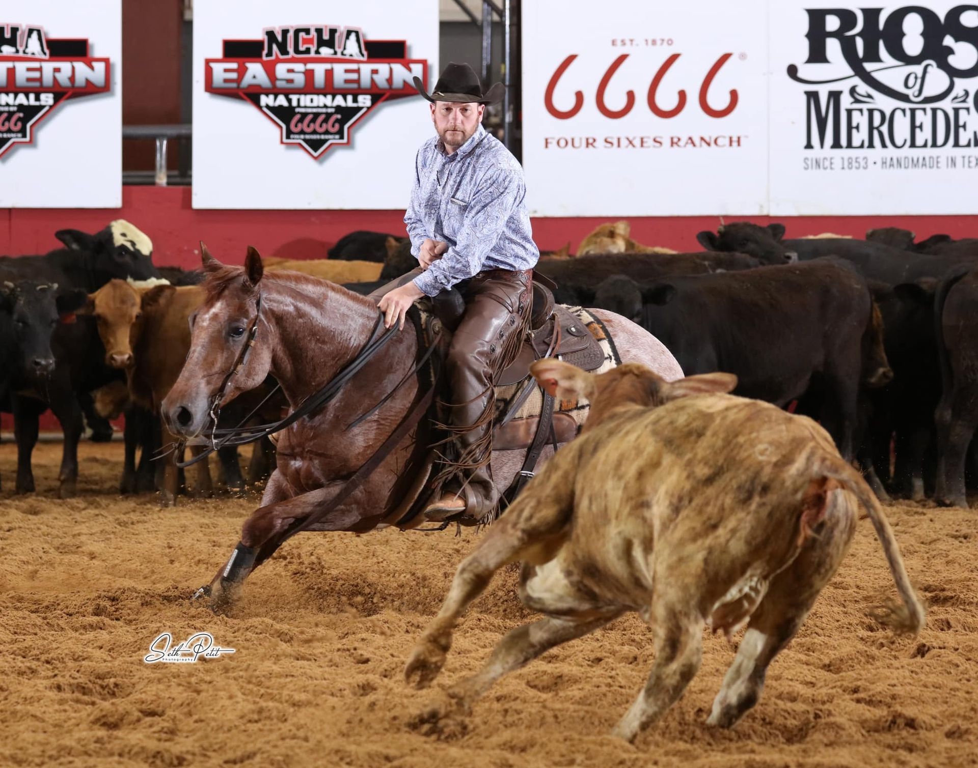 Diamond C Farm Blu Too Smart